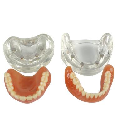 Buy Teach Study Adult Standard Typodont Teeth Model - Ideal for Dental Education & Demonstration | Fast International Shipping - Buy Online on GoSupps.com