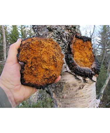 USDA Organic Chaga Mushroom Concentrate 60 Organicaps - Organic New Immune Health Support Supplement - Works Better than tablets Liquids or Teas - All Natural Plant Extract with No Side Effects - Ultra Premium Supplement - No Binders Nothing Artificial - Buy Online on GoSupps.com