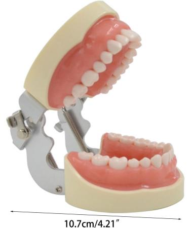 Buy WUURAA 32 Typodont - Removable Demonstration Teeth for Dental Education | International Shipping Available - Buy Online on GoSupps.com