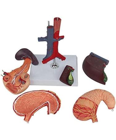 6 Parts Liver Gallbladder Pancreas Spleen Stomach Pancreas Gallbladder Human Life Size Liver Pancreas and Duodenum Simulation Model Anatomy Type - Buy Online on GoSupps.com