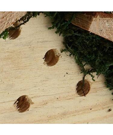 Wildlife Republic Insect Log Cabin Bee and Bug Home Insect Hotel - Buy Online on GoSupps.com