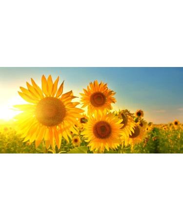 Natural Antiseptic Healing Cream for Infected Skin, Bed Sores, Wounds & More - 2 oz - Buy Online on GoSupps.com