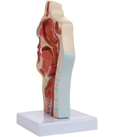 Nasal Pathology Human Body Mouth Nose and Throat Disease Model 23 11 11CM - Buy Online on GoSupps.com
