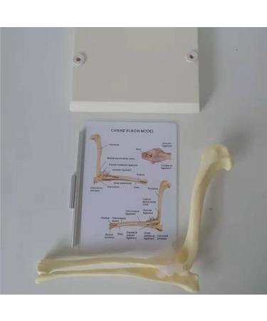 Canine Elbow Joint Model Dog Elbow Joint Model Animal Body Anatomy Replica of Normal Dog Elbow for Veterinary Office Educational Tool - Buy Online on GoSupps.com