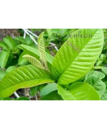 Fresh Organic Guva Leaves | Approx 70G Jumbo | Guva Leaf For Medical | Use Diabetes & Skin Care| Indian Origin|Next Day Shipping By Seelans - Buy Online on GoSupps.com