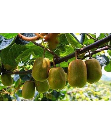 3 Pound (1362 grams) Kiwi fruit cut dried slices from Yunnan. - Buy Online on GoSupps.com