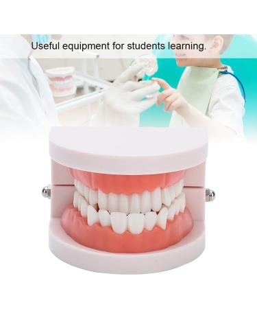 Teeth Model & Denture Gums 28Pcs - Standard Adult Teaching Tool | International Shipping - Buy Online on GoSupps.com