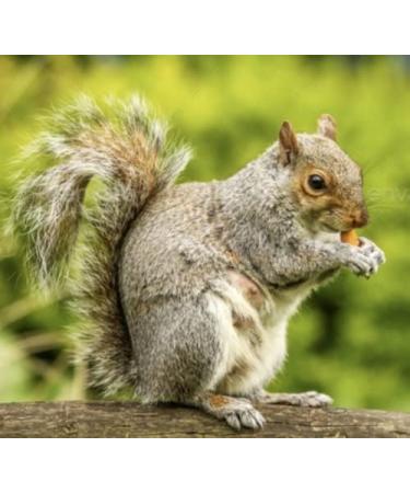 Squirrel Mixture 200g Premium Wild Life Food Garden Seed Feed - SLW - Buy Online on GoSupps.com