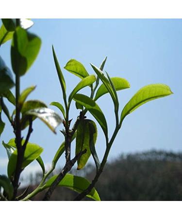HELLOYOUNG 357g de th Pu'er chinois bio BanZhang Un th vert au go t doux sucr et onctueux Th pu-erh Pu'er Tea - Buy Online on GoSupps.com