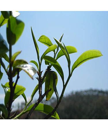 Raw Pu-Erh Tea 357G | Organic Chinese Puer Tea | Health Benefits & Premium Quality Green Tea - Buy Online on GoSupps.com