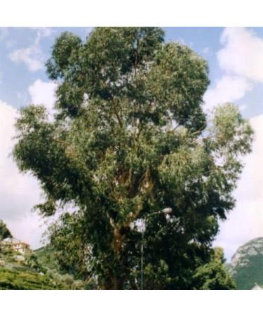 Buy 30+ SEMI Tasmania Gum Blue Eucalyptus Globulus - International Shipping Available - Buy Online on GoSupps.com