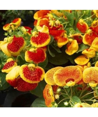 50 Semi Slipper Fiore Fascination Mix Semi Calceolaria Herbeohybrida - Buy Online on GoSupps.com