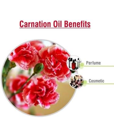 Carnation (Dianthus caryophyllus) Essential Oil 100% Pure & Natural - Undiluted Uncut Cold Pressed Aromatherapy Premium Oil - 15ML Carnation 15 ml (Pack of 1) - Buy Online on GoSupps.com