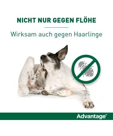 Elanco Advantage Spot-on 40 for Very Small Dogs - Quick Flea Control & Protection Up to 4 Weeks | 4 Pipets (0.4 ml) - Buy Online on GoSupps.com