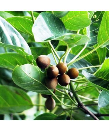 Organic Baheda Powder - 3.5oz | Bibhitaki Fruit Powder - Terminalia bellirica - Buy Online on GoSupps.com