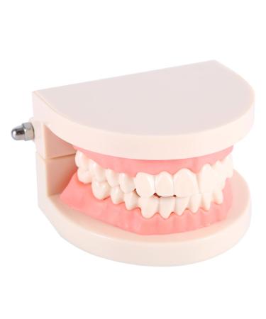 Deosdum Children's Tooth Model - PVC Teaching Study Model for Proper Brushing - 1pc Educational Tool - Buy Online on GoSupps.com