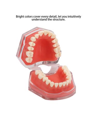 Gingiva Model for Dental Education | Removable Teeth & Soft Oral Teaching Aid for Dental Practice - Shop Internationally - Buy Online on GoSupps.com