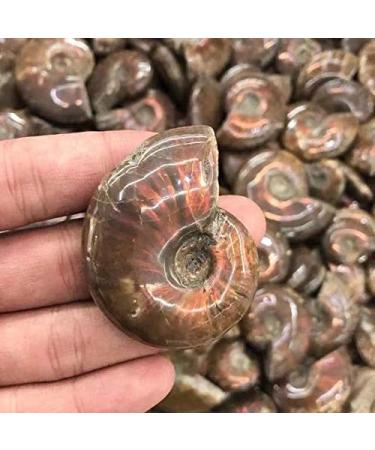 Natural Crystals Stone Ammonite Colorful 1pc Ornaments Chakra Reiki Balancing