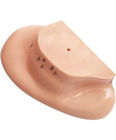 Acupuncture Ear Point Template - 40cm Acupuncture Ear Model - Large Reflection Zone Ear Point Template - for Medical Acupuncture - Buy Online on GoSupps.com