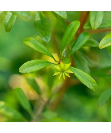 MagJo Naturals Whole Aniseed 16 oz - Premium Anise Seeds from Egypt - Buy Online on GoSupps.com