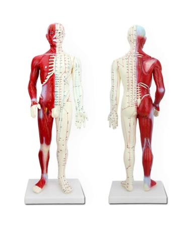 Acupuncture and Moxibustion Meridian and Extra Point Human Body Model Educational Dolls 60Cm Male Acupuncture Anatomy Model Human Meridian Point Muscle Anatomy for Display Teaching