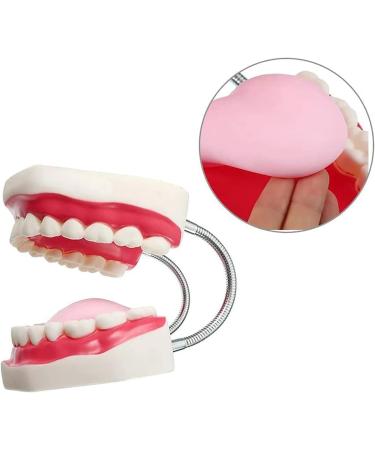 Gljy Dental Clinic Standard Model - Ideal for Teeth & Gum Demonstrations | Easy to Use & Maintain - Buy Online on GoSupps.com