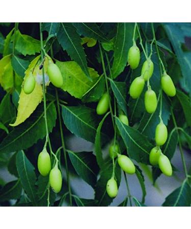 Grisi Olive Oil Soap - 30 Moisturizing & Gentle Bars | Best International Shipping - Buy Online on GoSupps.com