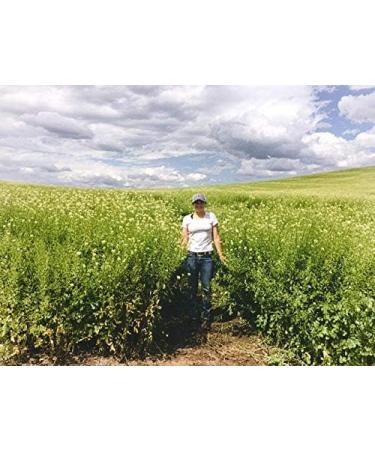 Kodiak Mighty Mustard Cover Crop Seed (2 Pounds) - Buy Online on GoSupps.com