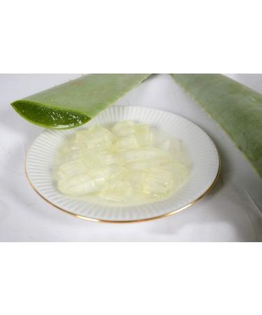 Buy 3 Fresh Bio Aloe Vera Leaves 80cm | 800g | EU Certified XXL Barbadensis Miller for Skin Hair Nail Body Care | Anti-Aging | Ships Worldwide - Buy Online on GoSupps.com