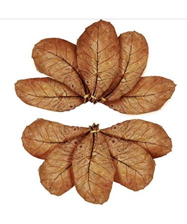SunGrow Catappa Indian Almond Leaves, 8-Inches, for Freshwater Shrimps and Tropical Fish 10 Leaves