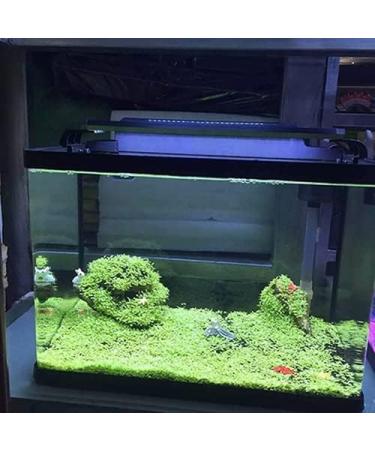 Haloppe 500 Aquarium Plant Seeds - Ideal for Home Garden & Water Decor | Perfect for Aquariums & Front Gardens - Buy Online on GoSupps.com