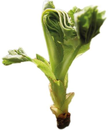 HERBALGEM - Macerate Mother - Organic Wild Rose - Nutritional Supplement Gemmotherapy Concentrated - Fresh Bud Extract - For Natural Defenses - Vegan - 30 ml - Buy Online on GoSupps.com