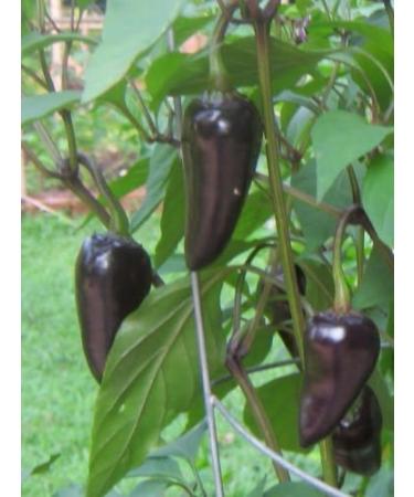 Seeds 75mg biologische Czech Black hete peper Czechoslovakian Heirloom Peppers 10