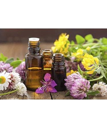 Cedar Bear Kava Calm a Liquid Herbal Supplement Supports The Central Nervous and Digestive Systems 2 FL Oz - Buy Online on GoSupps.com