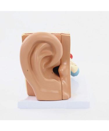 Ear Model Shows The Outer Ear Middle Ear Inner Ear Ossicles and Inner Ear are The Removable Ear Anatomy 1 - Buy Online on GoSupps.com