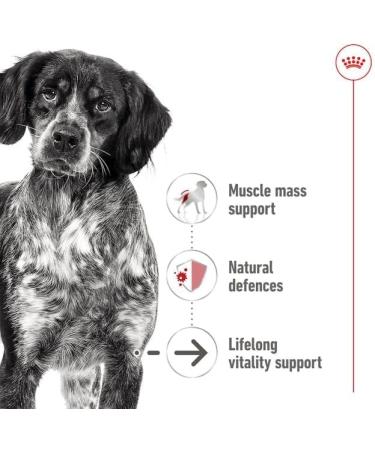 Royal Canin Medium Ageing 7+ Wet Dog Food In Loaf Cans 12 x 410g - Buy Online on GoSupps.com