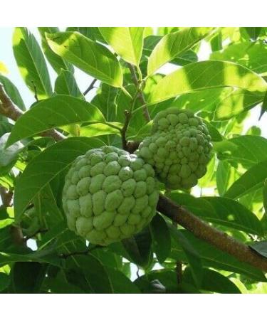 Sweetsop Leaf Tea - Buy Online on GoSupps.com