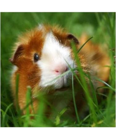 Alfavet Rodicare Appetite Double Pack - Supplement for Rabbits Guinea Pigs & Small Rodents | 2x15ml with Dosing Syringe - Buy Online on GoSupps.com