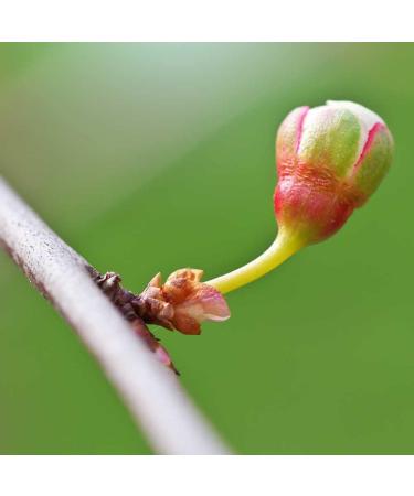 RATHAUS APOTHEKE WIEN Concentrated bud extract - Gemmotherapy - Vaccinium myrtillus - Bilberry - 15 ml - Buy Online on GoSupps.com