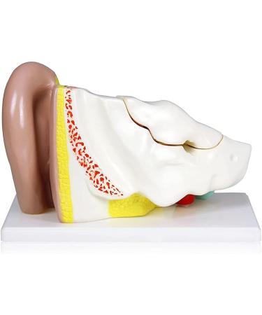 Ear Anatomical Model 4X Ear 11"X 7"X 7" Shows External Middle and Inner Ear Parts Including Templar Bone Section Ear Canal Labyrinth Drum - Buy Online on GoSupps.com