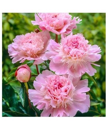 Pecher Double Pink Peony - Double Pink Bomb