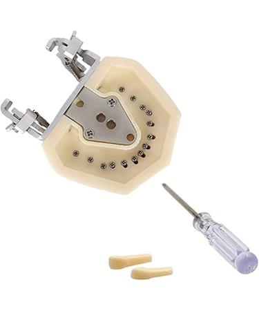Shop Bovdc Teeth Model - Complete Dental Learning Tool for Tooth Extraction & Patient Communication - Buy Online on GoSupps.com