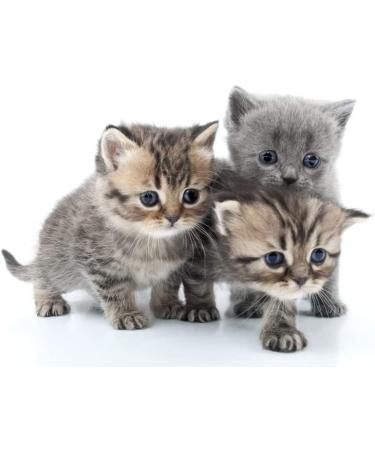 Espree Kitten Shampoo - Gentle Formula for Young Cats - Buy Online on GoSupps.com