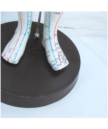 TCM Human Acupuncture and Moxibustion Point Model Used for Body Massage Twelve Meridians Moxibustion Research Education and Training Assistance - Buy Online on GoSupps.com