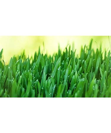 Indigo Herbs Organic New Zealand Wheatgrass Powder 100g - Pure and Premium Quality - Buy Online on GoSupps.com