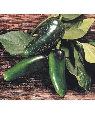 30 semi di Mucho Nacho ibrida - Hot Peppers