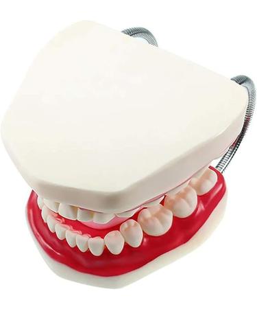 Gljy Dental Clinic Standard Model - Ideal for Teeth & Gum Demonstrations | Easy to Use & Maintain - Buy Online on GoSupps.com