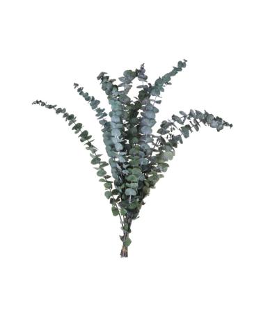 Zerodeko 10pcs Flower Plants Wedding Bouquets Eucalyptus Branches Naturales Faux Eucalyptuses Faux Eucalyptus Leaves Eucalyptus Tree Leaves Fake Eucalyptus Christmas Decorations