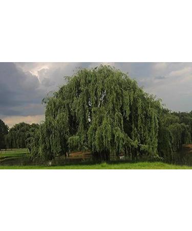 Indigo Herbs White Willow Bark Tincture 100ml - Buy Online on GoSupps.com