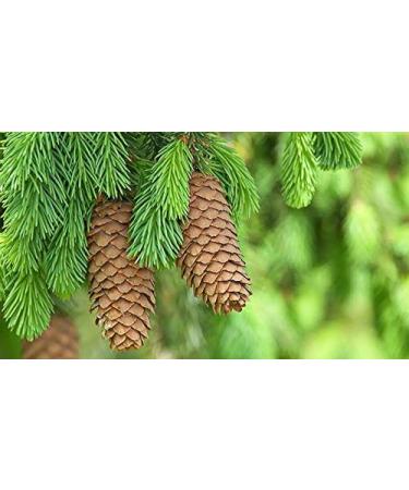 Indigo Herbs Organic Pin Pignons 250g - Buy Online on GoSupps.com